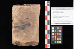 Foto (Objekt + Etikett) von Betula dryadum Brongniart (NHMW-GEO-2024-0188-0724)